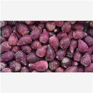 میوه کاکتوس آپونتیا درشت و ارگانیک با کیفیت (پس کرایه)