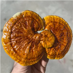 گانودرما لوسیدوم زرد بسته 100 گرمی