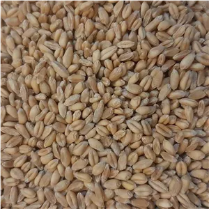 گندم آبی برداشت امسال