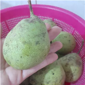 گلابی محلی خوج گلابی گیلان پس کرایه