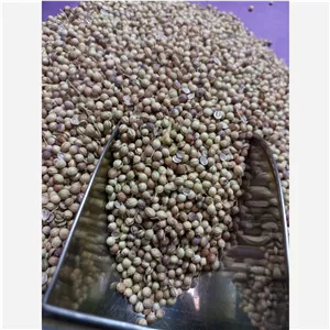 تخم گشنیز 100 گرمی 