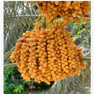 خارک برحی تَوَلا شش کیلو 2 100 000 ت . (جوانی خرما)