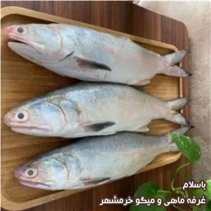 ماهی راشگو سایز متوسط تازه و صید روز (پک یک کیلویی)بسیار خوشمزه و لذیذ مناسب برای خوشت و کباب کردن و سرخ کردن