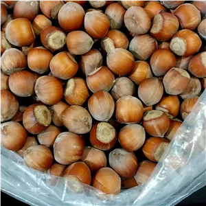  فندق خام اشکورات پک ویژه 3.5 کیلویی (درشت و پر مغز ) 