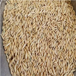 جو دوسر - 500 گرم