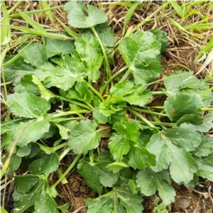 سبزی شمالی زلنگ یا چوچاق تازه چین 100گرمی(پس کرایه)