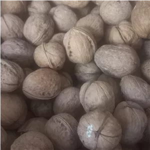 گردو با پوست بلغاری کیسه های 25کیلویی عمده