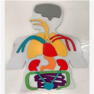 آناتومی بدن وشناخت اعضای بدن دانش آموزی(پس کرایه)
