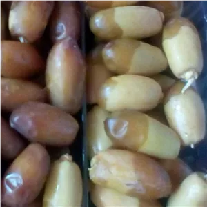خارک خرما عسلی تازه درجه یک (رطب نیمه رسیده) یک کیلویی