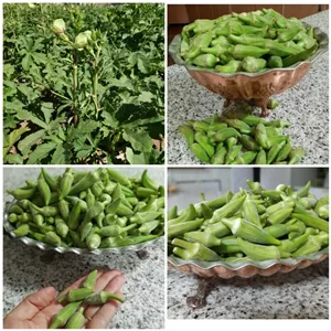 بامیه خورشتی. اصفهان