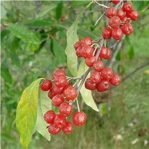 بذر سنجد ژاپنی 10 عددی