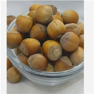 فندق خام تازه املش اشکورات (پر مغز)