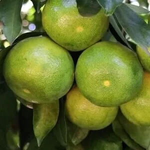 نارنگی ژاپنی سبز 2کیلویی