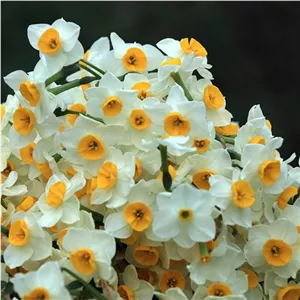 پیاز گل نرگس شهلای شیرازی (بسته اقتصادی)3 کیلویی