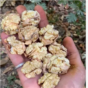 گردو سبز 