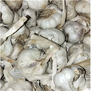 سیر ارگانیک همدان