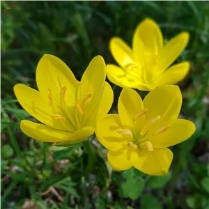 پیاز گل نرگس جام زرین بسته 5 عددی