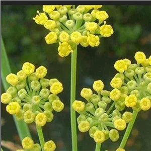 بذر آنغوزه (10 عددی) 