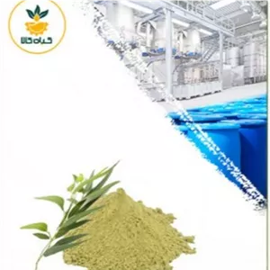 عصاره اکالیپتوس خشک یا پودری صدردصد خالص 100 گرم گرید A+