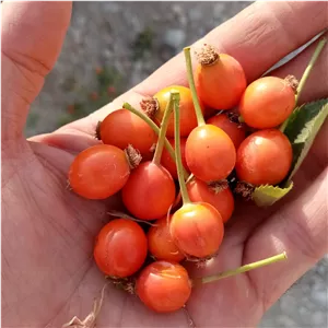 میوه نسترن تازه، بسته یک کیلویی 195000 تومن