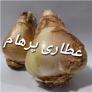 پیاز عنصل (پیاز دشتی) بسته 1 عددی