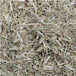 خار شتر