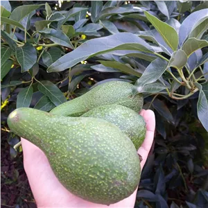  میوه آواکادو سبز رنگ طرح گردویی خالدار سبز رنگ ....آواکادو بهترین نوع 