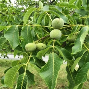 برگ گردو 100 گرم 