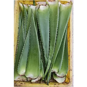 برگ آلوئه ورا یک عدد 
