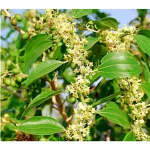 برگ سدر یا برگ کنار 50 گرم خرده شده و ریز
