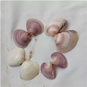 چهار دوکفه زیبای خلیج مناسب شمع ، رزین ، عکاسی، کارهای هنری و اکواریوم ،