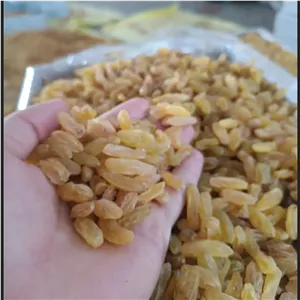 کشمش زرد خلیل اباد محصول کاشمر 