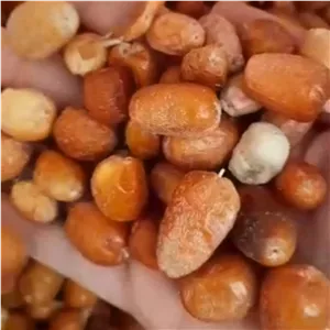 سنجد تازه یک کیلویی امسالی درهم راست حسینی بار خوب 