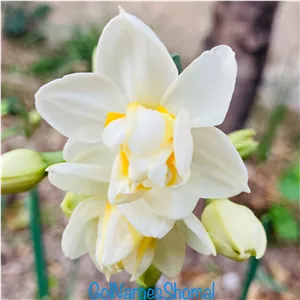 پیاز گل نرگس شیراز هزارپرمخلوط(1کیلویی)