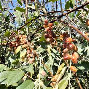 پودر سنجد شیرین و ناب شاهرود(روستای قلعه نو خرقان)