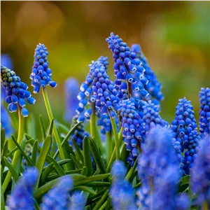 پک 10 پیاز سنبل انگوری Muscariموسکاری ایرانی کلاغک