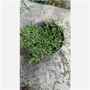 گل کاکتوس غوره ای آویز ارسال از گیلان 
