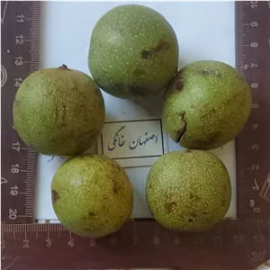 گردو تازه با پوست سبز معمولی 15کیلویی (ارسال رایگان-از  10 شهریور تا 20 مهر- تولید کننده ایم)
