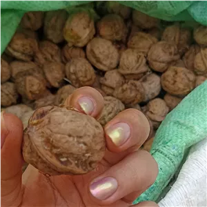 گردو روغنی پوست نازک درگز