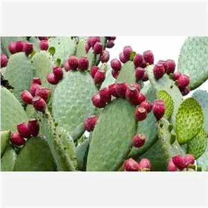 کاکتوس(انجیر هندی) (پس کرایه) سایز کوچک