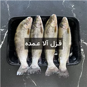 ماهی قزل آلا عمده (20 کیلویی)