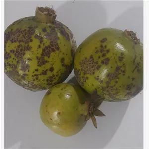 انار ترش جنگلی