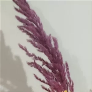 گیاه طبیعی خشک شده 