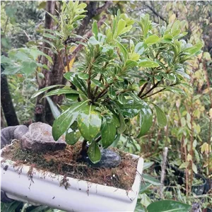 بنسای میخک هندی پیتسپروم گل طبیعی ارسال رایگان 