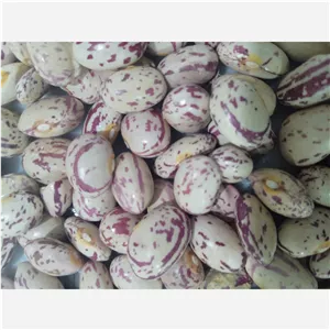 لوبیا چیتی دستچین زود پز محلی