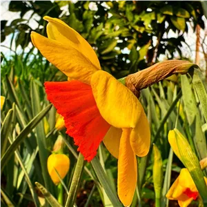 پیاز سالومه کمیاب گل نرگس DAFFODIL SALOME 