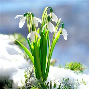 پیاز نرگس مینیاتوری گالانتوس ممتاز(3عددی هلندی)