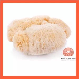 قارچ یال شیر (لاینزمین Lions mane) درجه 1 وزن 100 گرم 