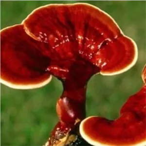 قهوه با قارچ گانودرما افزایش سیستم ایمنی بدن