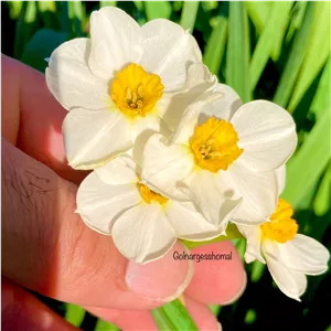 پیاز گل نرگس شیرازی 1 کیلویی